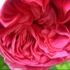 🥀 Roze🌹