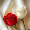 hamidullah3487sah