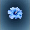 lucigauto2