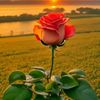 sumayab0b