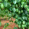 geraldolacerdades2
