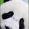 panda052500
