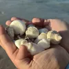 domikokolino