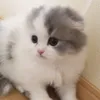 海外移住にゃんきち
