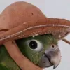 barbadrn