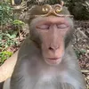 secularbinocularapple
