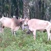 tukang_ngarit690