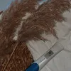 saraina44