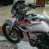 tiger_bulldog3