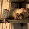 rats_remi_emil