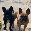 frenchiebuddy11