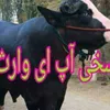 muzammilrao1947
