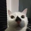 usernlho1zccwb