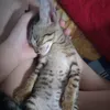 muongdeo061198