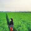 dapurardiani