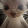 kitty22242