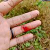endang_swet