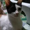 adayocat.lover