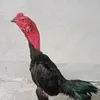 katnh14