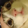 cat_333331