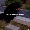 ayaadel2195