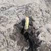 voydetraadeti