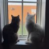 cat45458