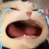 hanhchip2