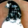 userhav6fgnhwq