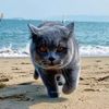 Cute pet