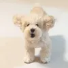 bigbadpopo