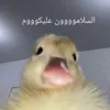 duck.leader1444