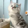 petshop_chomeo