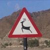 🦌