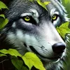 el.lobo4996