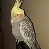 iwonagawr