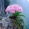 falconabdullahabd