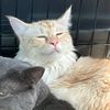 lenalovescats