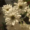 nourya7127