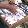 kangjualikan3