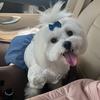 chloethemaltese20