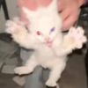 gattodepollo