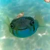 bleh_floodman