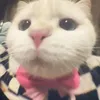 cat___1004