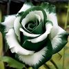risha57311