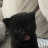 WELL BEHAVED