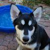 _teufel__hunden_