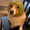 watermelon___dog