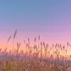 vitaloka_v