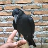 gagakhitammanis
